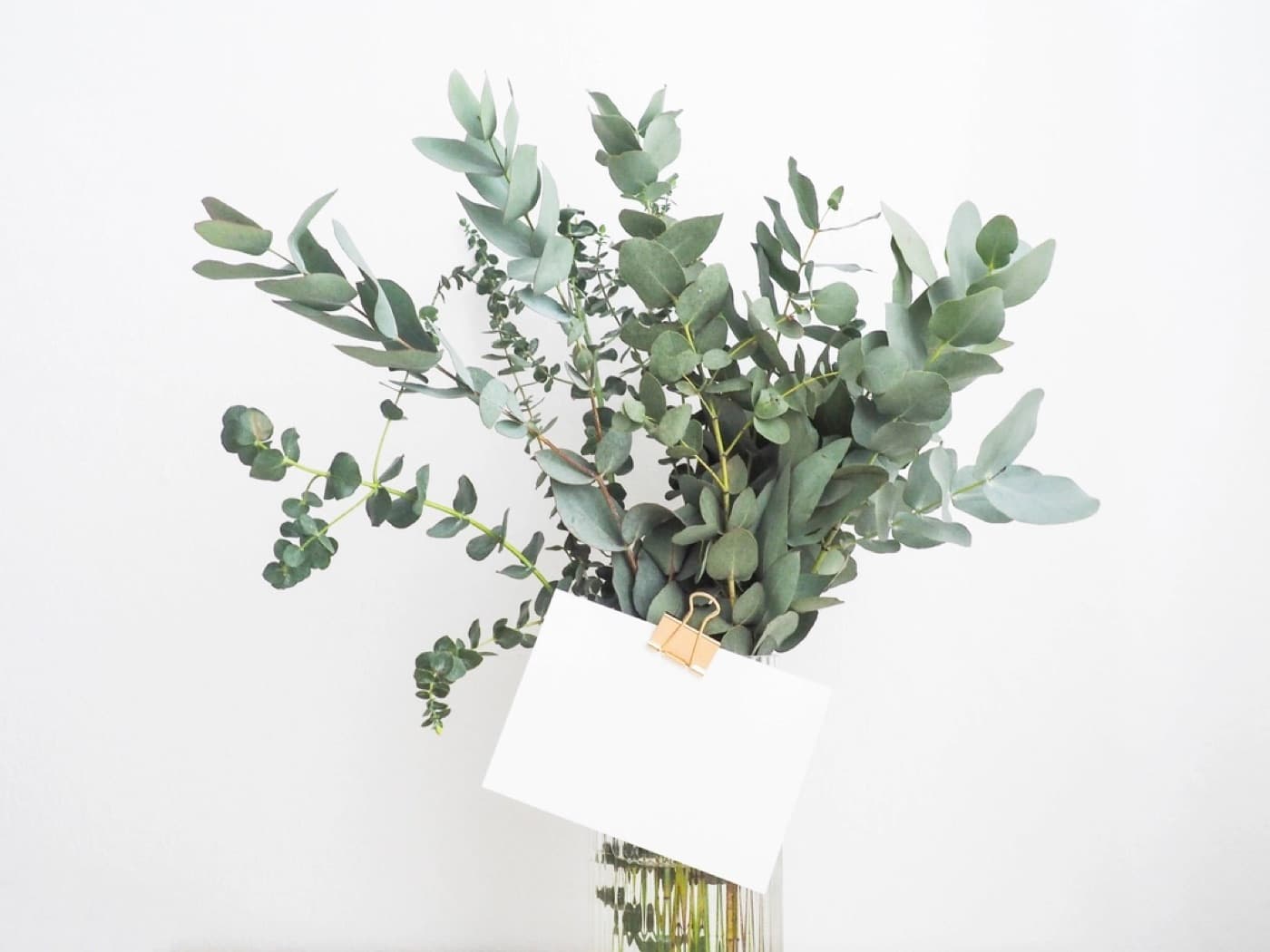 A sprig of eucalyptus resting on a folded card